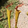 LBOB07 Sarracenia hybride unique – Image 2