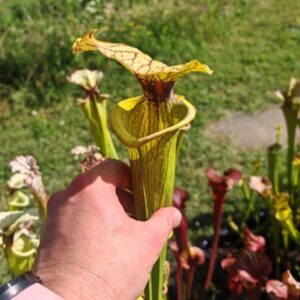 Sarracenia hybride LBU06
