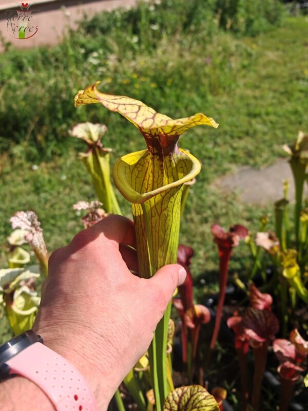 Sarracenia hybride LBU06