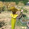 Sarracenia hybride LBU06 – Image 2