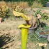 Sarracenia hybride LBU06 – Image 3