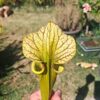 Sarracenia hybride LBU06 – Image 4