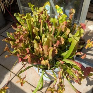 Sarracenia Smoorie