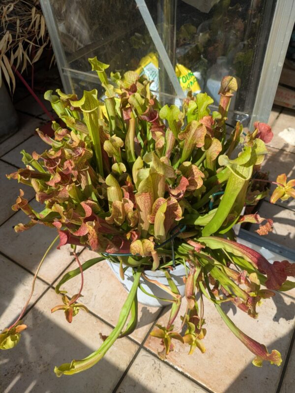 Sarracenia Smoorie