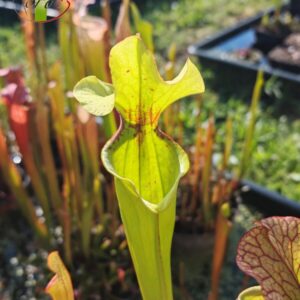 Sarracenia x (S. x moorei 'Leah Wilkerson' x S. x 'French Kiss')(clone G)