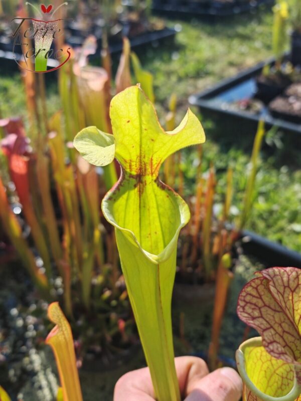 Sarracenia x (S. x moorei 'Leah Wilkerson' x S. x 'French Kiss')(clone G)