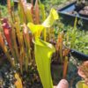Sarracenia x (S. x moorei 'Leah Wilkerson' x S. x 'French Kiss')(clone G) – Image 2