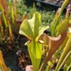 Sarracenia x (S. x moorei 'Leah Wilkerson' x S. x 'French Kiss')(clone G) – Image 3