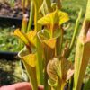 Sarracenia x (S. x moorei 'Leah Wilkerson' x S. x 'French Kiss') pubescent (clone e) – Image 4