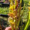 Sarracenia x (S. x moorei 'Leah Wilkerson' x S. x 'French Kiss') pubescent (clone e) – Image 5