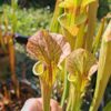 Sarracenia x (S. x moorei 'Leah Wilkerson' x S. x 'French Kiss') pubescent (clone e) – Image 6