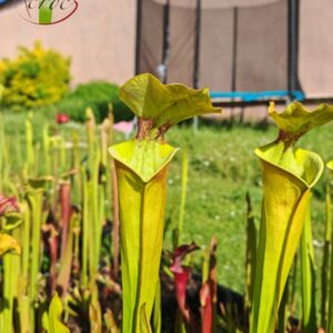 Sarracenia x (S. x moorei 'Leah Wilkerson' x S. x 'French Kiss')(clone U09)
