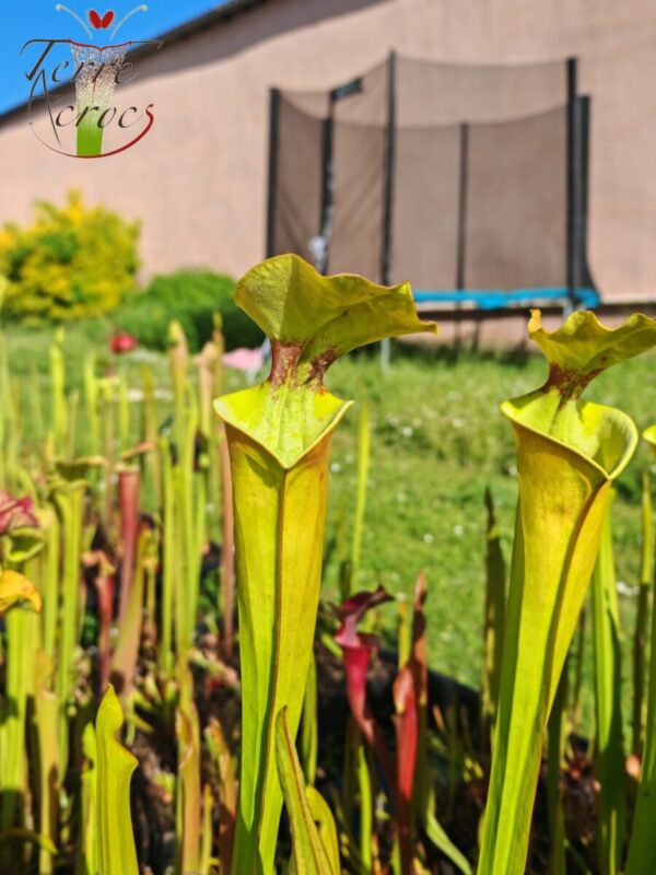 Sarracenia x (S. x moorei 'Leah Wilkerson' x S. x 'French Kiss')(clone U09)