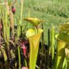 Sarracenia x (S. x moorei 'Leah Wilkerson' x S. x 'French Kiss')(clone U09) – Image 2