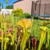 Sarracenia x (S. x moorei 'Leah Wilkerson' x S. x 'French Kiss')(clone U09) – Image 4