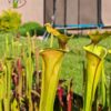 Sarracenia x (S. x moorei 'Leah Wilkerson' x S. x 'French Kiss')(clone U09) – Image 3