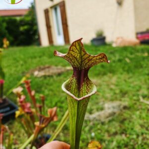 Sarracenia x (S. x moorei 'Leah Wilkerson' x S. x 'French Kiss') pubescent (clone e)