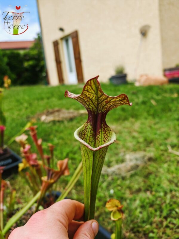 Sarracenia x (S. x moorei 'Leah Wilkerson' x S. x 'French Kiss') pubescent (clone e)