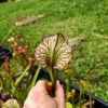 Sarracenia x (S. x moorei 'Leah Wilkerson' x S. x 'French Kiss') pubescent (clone e) – Image 3