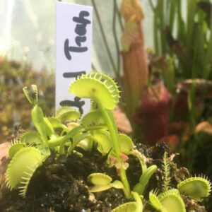 Lots 10 plants semi adultes de Dionaea Muscipula cultivars hybrides horticoles