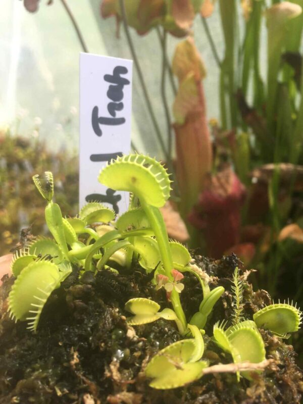 Lots 10 plants semi adultes de Dionaea Muscipula cultivars hybrides horticoles