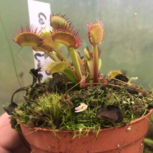 Dionaea Muscipula corona di spine