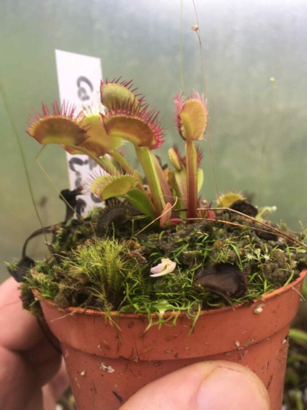 Dionaea Muscipula corona di spine