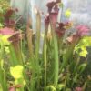 Lots 5 plants semi adultes de sarracenia cultivars hybrides horticoles – Image 5