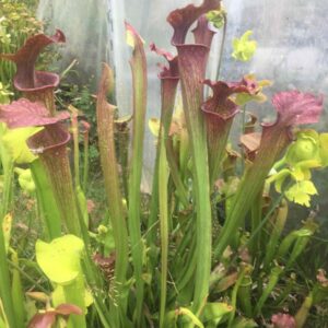 Sarracenia Aerolata x orange fire hybride