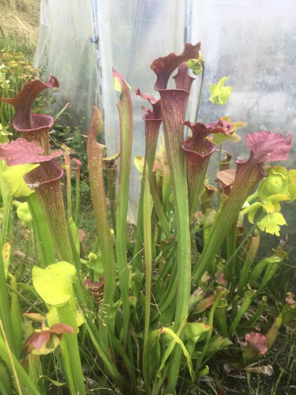 Sarracenia Aerolata x orange fire hybride
