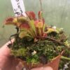 Dionaea Muscipula corona di spine – Image 2