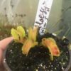 Dionaea Muscipula Bulleyes x kim il sung # 2 by Diflora rare in collection – Image 2