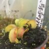 Dionaea Muscipula Bulleyes x kim il sung # 2 by Diflora rare in collection – Image 3