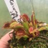 Dionaea Muscipula corona di spine – Image 3