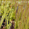 Drosera filiformis var tracyi (3 plantes) – Image 4