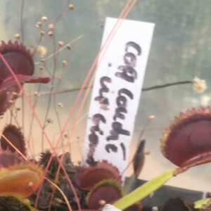 Dionaea Muscipula coq couché x up giant