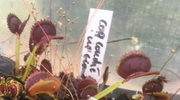 Dionaea Muscipula coq couché x up giant