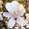 Plante carnivore : Pinguicula gracilis – Image 2