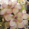 Plante carnivore : Pinguicula kondoi – Image 3