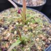 Plante carnivore : Pinguicula calderoniae – Image 6