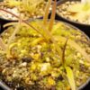 Plante carnivore : Pinguicula calderoniae – Image 5