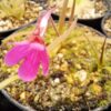 Plante carnivore : Pinguicula calderoniae – Image 4