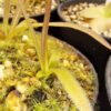 Plante carnivore : Pinguicula calderoniae – Image 3