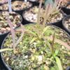 Plante carnivore : Pinguicula calderoniae – Image 2