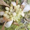 Plante carnivore : Pinguicula laxifolia – Image 2