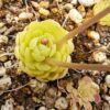 Plante carnivore : pinguicula esseriana var. Jaumavensis – Image 4