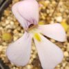 Plante carnivore : pinguicula esseriana var. Jaumavensis – Image 2