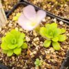 Plante carnivore : pinguicula pilosa – Image 2