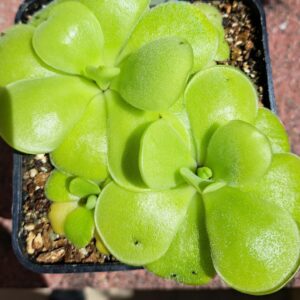 Plante carnivore : pinguicula pilosa
