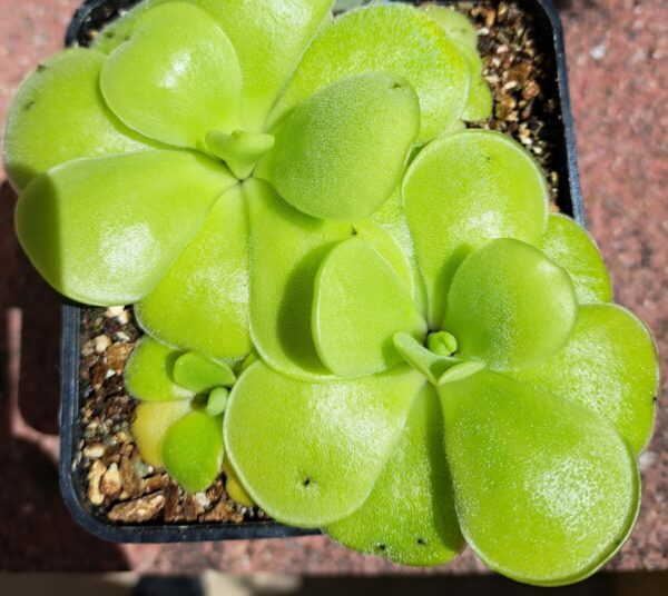 Plante carnivore : pinguicula pilosa